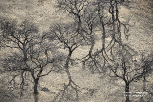 30k fotoart foto fotografie kunst composing bildbearbeitung blumen landschaft tiere portrait stil weithaler norbert